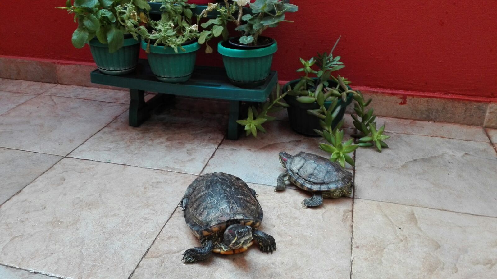 Mis tortugas, en ‘De camino por la vida’